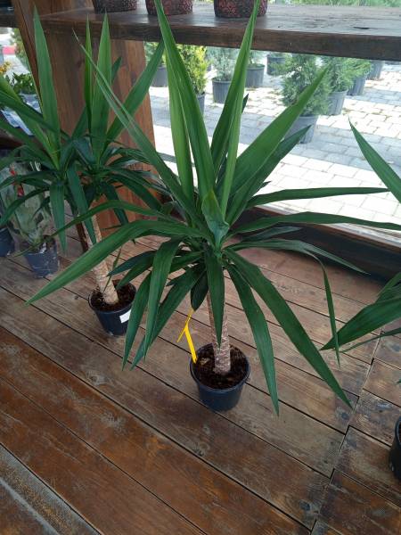 Yucca