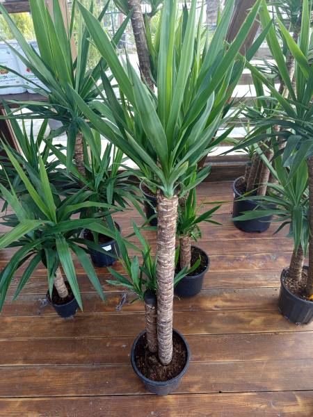 Yucca