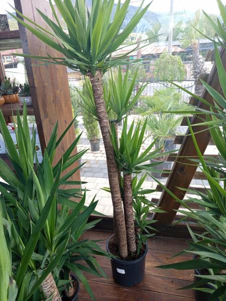 Yucca