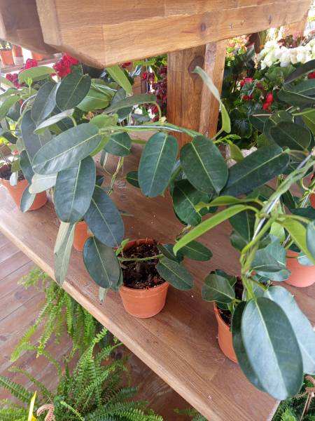 Madagaskar yasemini