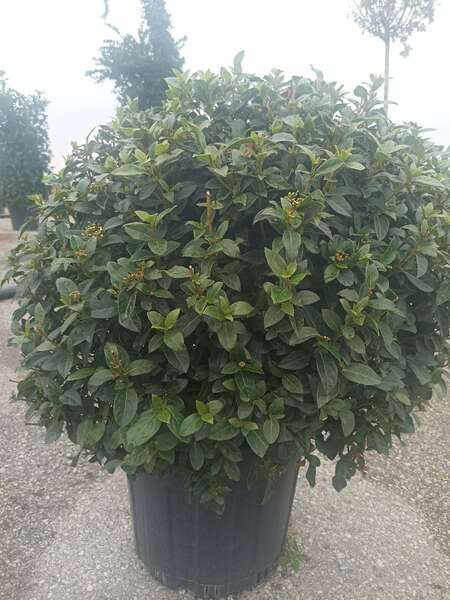 Viburnum Tinus Ball