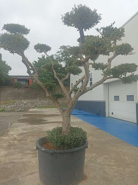 Olea