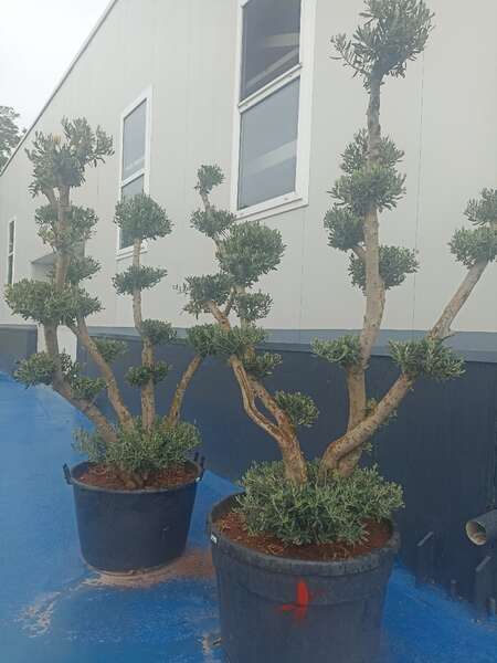 Olea