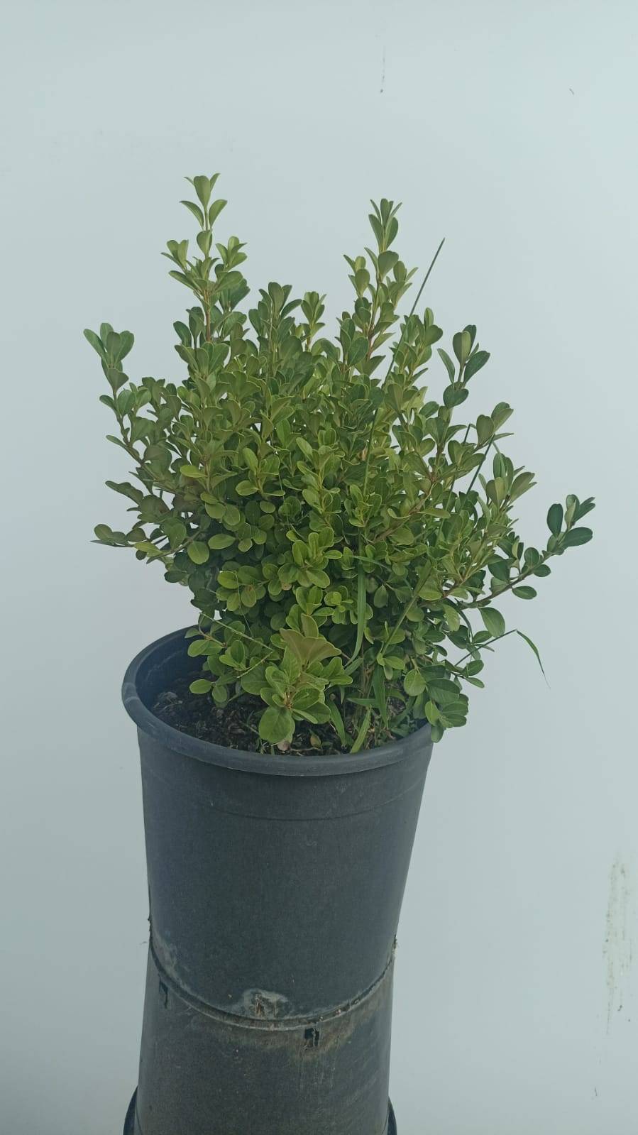 Buxus Microphylla Faulkner