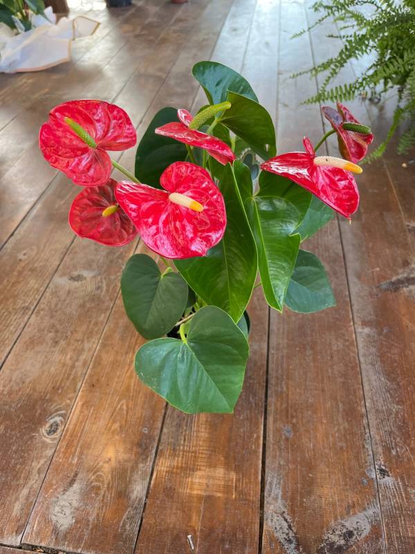 Anthurium