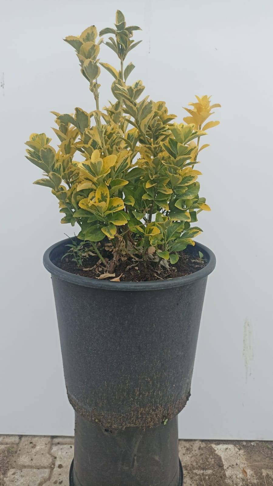 Euonymus Japonica Aurea