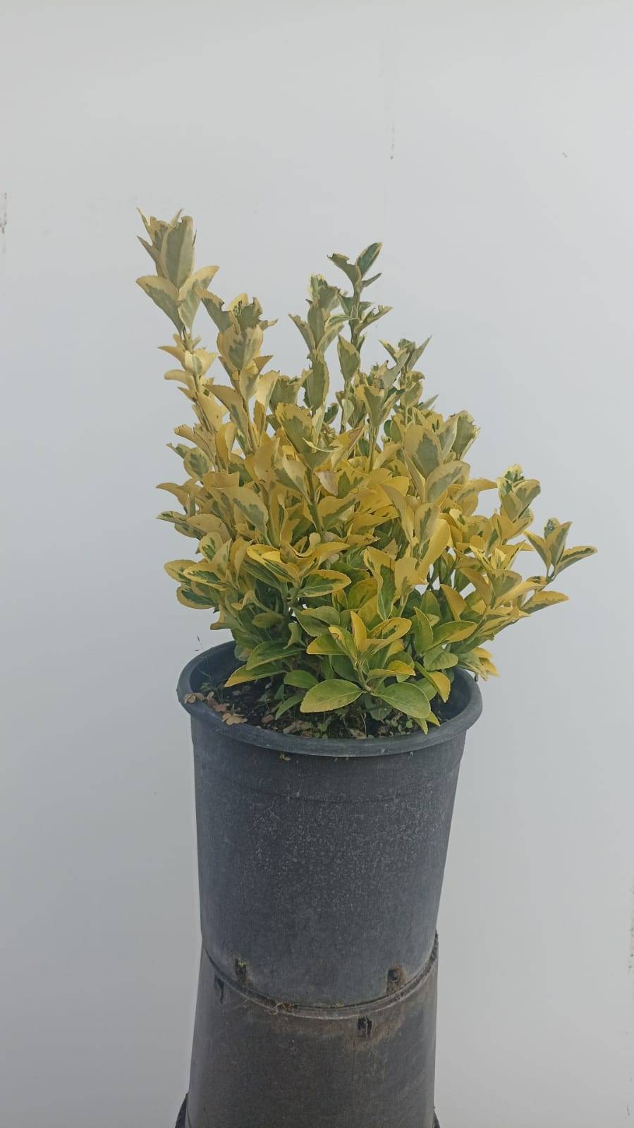 Euonymus Japonica